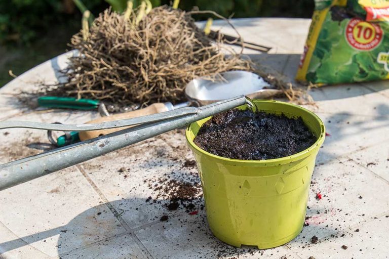 Využite toto obdobie a rozmnožte si kvitnúce trvalky pomocou koreňových odrezkov. Je to jednoduché!