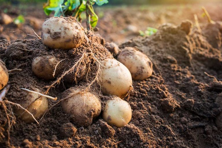 Pestovanie zemiakov v podhorských oblastiach má svoje úskalia. Ako na to?
