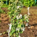 Kvitnúce stĺpovité jablone