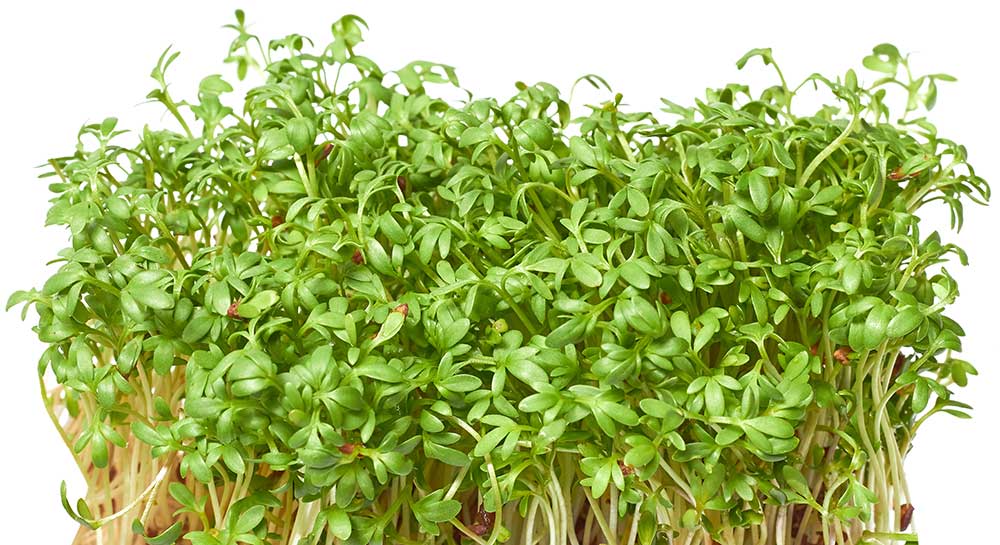 shutterstock 1941391594