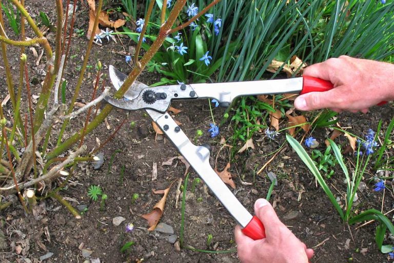 Tieto kry režeme v predjarí. Zaistíme tým bohaté olistenie a kvitnutie počas leta