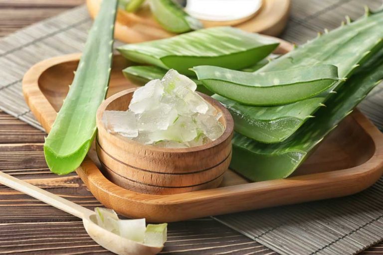 Aloe vera: Najstaršia liečivá rastlina, ktorá by nemala chýbať v zelenej lekárničke prvej pomoci