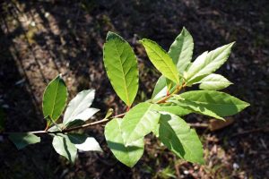 Vavrín pravý - bobkový list