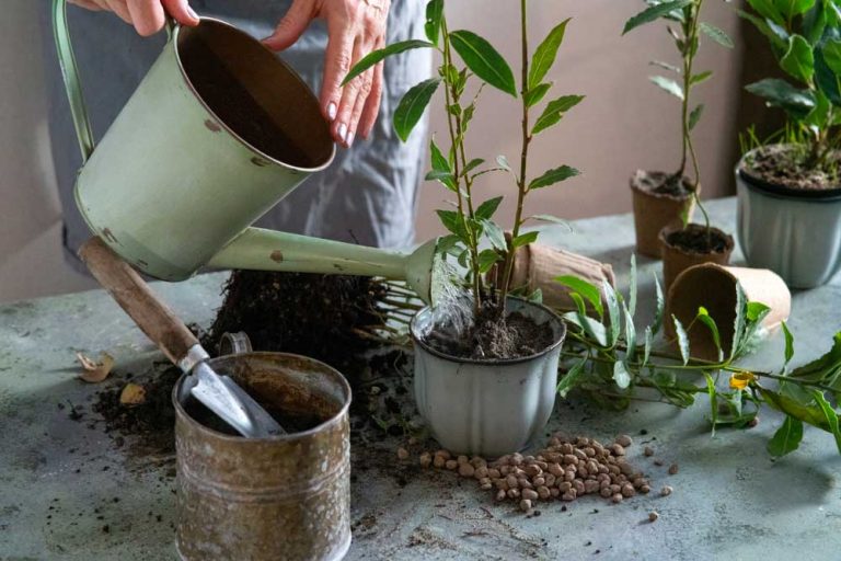 Bobkový list ukrýva množstvo tajomstiev. Zlepší pamäť, detoxikuje a účinkuje aj proti chrápaniu