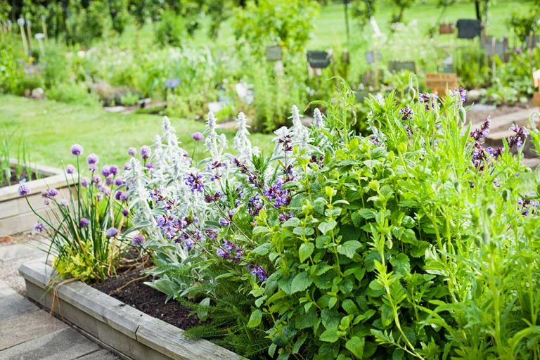 Pochmúrne počasie a situácia vo svete je skúškou našej psychiky. Týchto 12 byliniek vám pomôže prekonať náročné obdobie