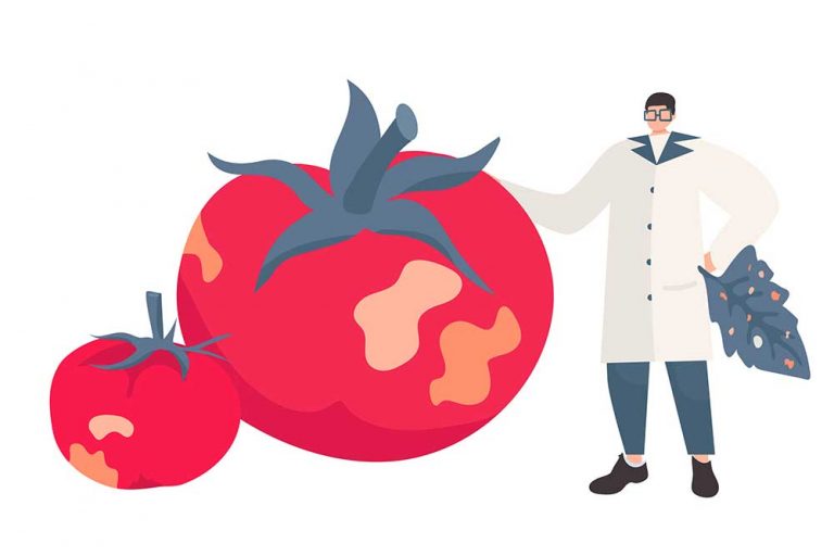 ÚKSÚP upozorňuje na nový tobomavírus (ToBRFV) napádajúci paradajky a papriku