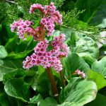 Bergénia srdcovolistá