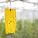 Žlté lepové dosky vo fóliovníku