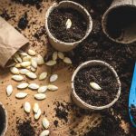 Výsev semienok tekvice