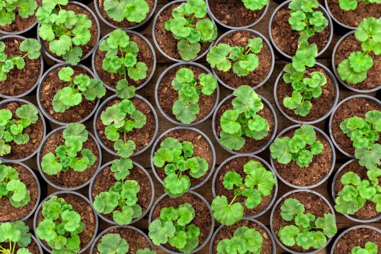 Práve teraz vysievame muškáty i skalničky. Na čo ešte počas januára v okrasnej záhrade nezabudnúť?