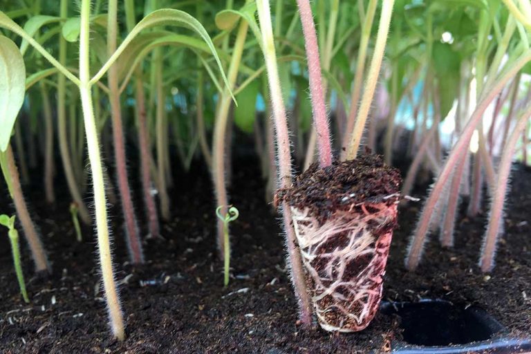 Tipy pre záhradu bez chémie: Priesady bez chorôb s Trifenderom