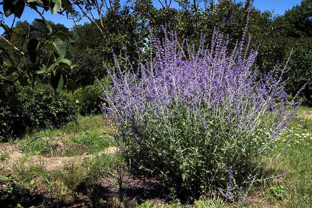 Perovskia lebedolistá (Perovskia atriplicifolia)