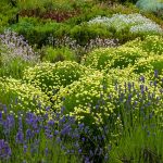 Vždyzelené polokry