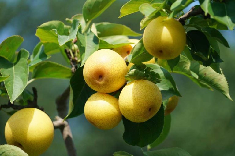 Je rozdiel v pestovaní klasickej a ázijskej hrušky?