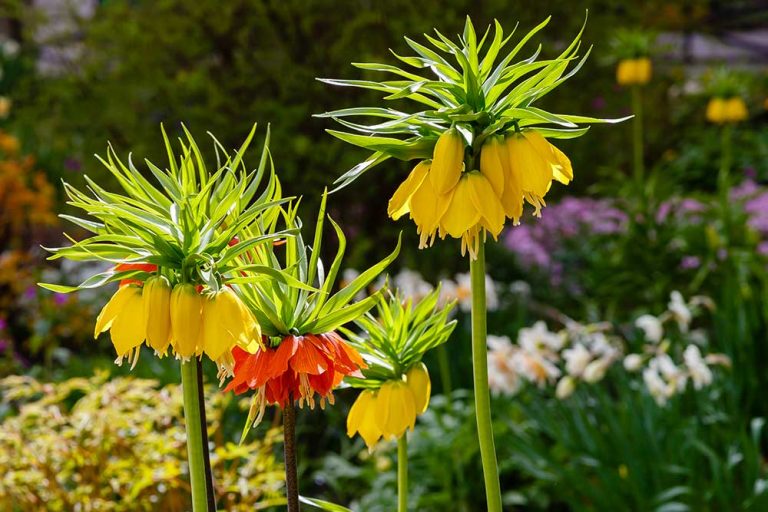 Korunkovka: Nežná kráska, ktorá si nájde miesto v každej záhrade