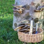 Hliva ustricová na pni