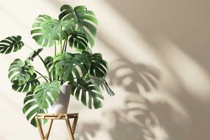 Monstera