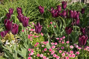Tulipán a sedmokráska