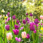 Tulipány v záhrade