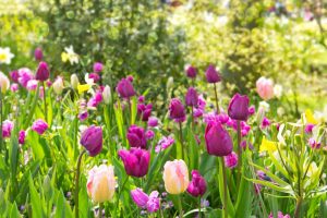 Tulipány v záhrade