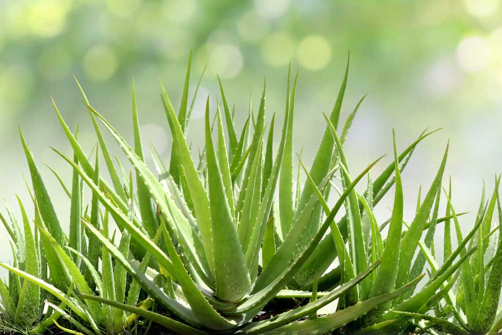 Aloe vera