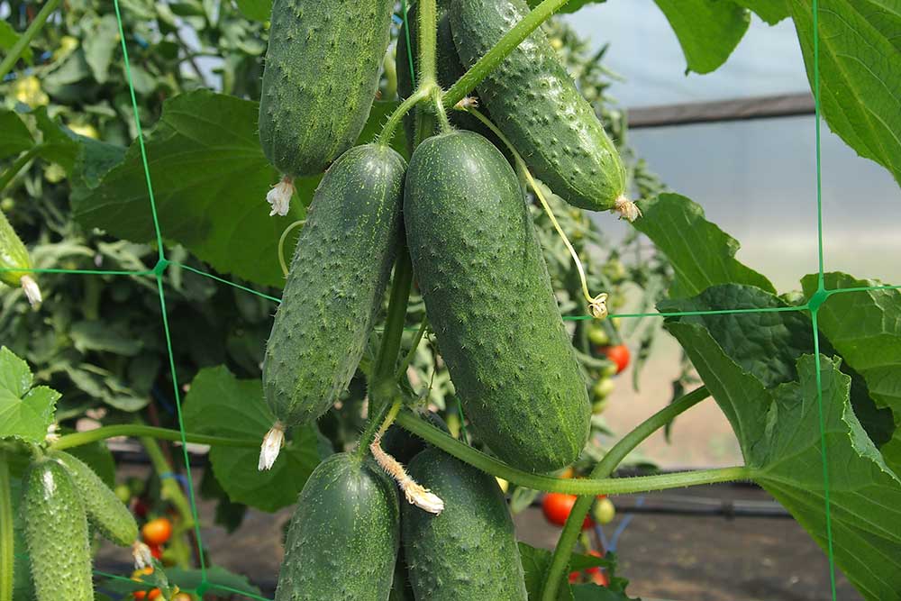Okurka nakl 1