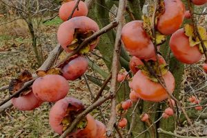 Diospyros hybrida Nikitas Gift´