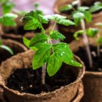 Paradajkové priesady vypestované zo semien