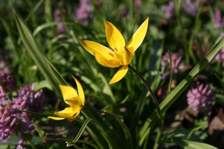 Apríl prináša sviežu jarnú zeleň a rôzne farby. Tieto kvety kvitnú práve teraz