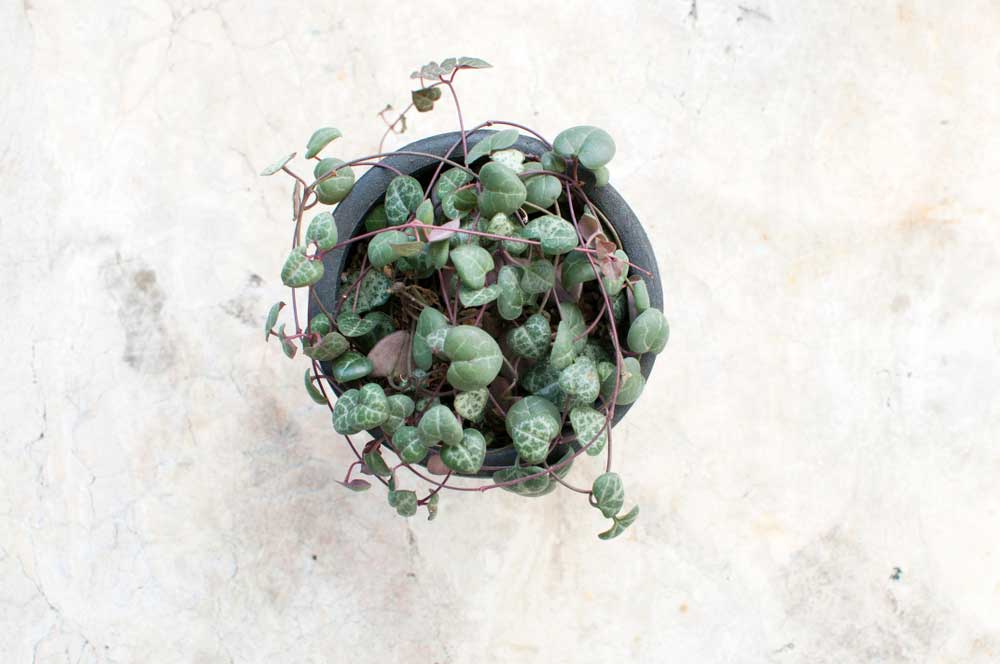 Ceropegia