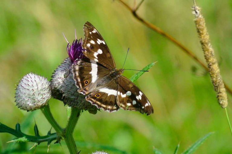 Úspešný život motýľov v záhrade ovplyvňujú maličkosti. Čo všetko pre ne môžeme urobiť?