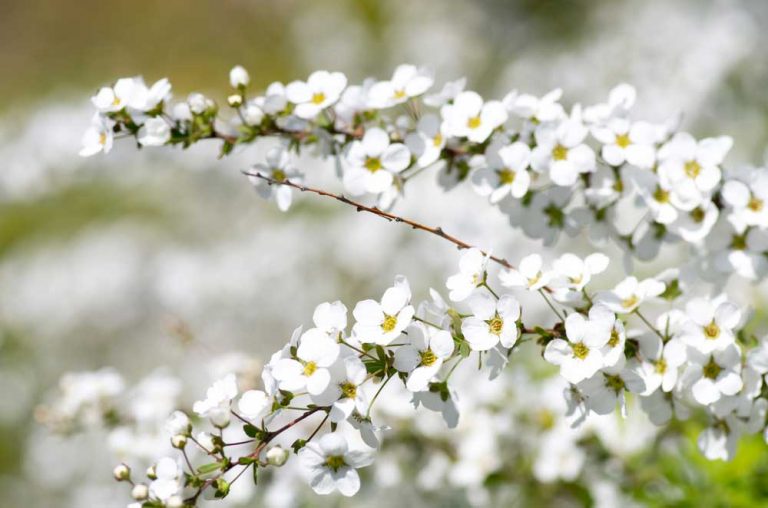 Biela v záhrade: 5 tavoľníkov, ktoré kvitnú na jar