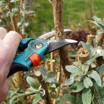 Máte v záhrade budleju? Ak chcete, aby krásne kvitla, treba teraz ju práve teraz takto orezať