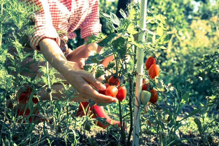 Štyri spôsoby pestovania rajčín a čo od nich očakávať