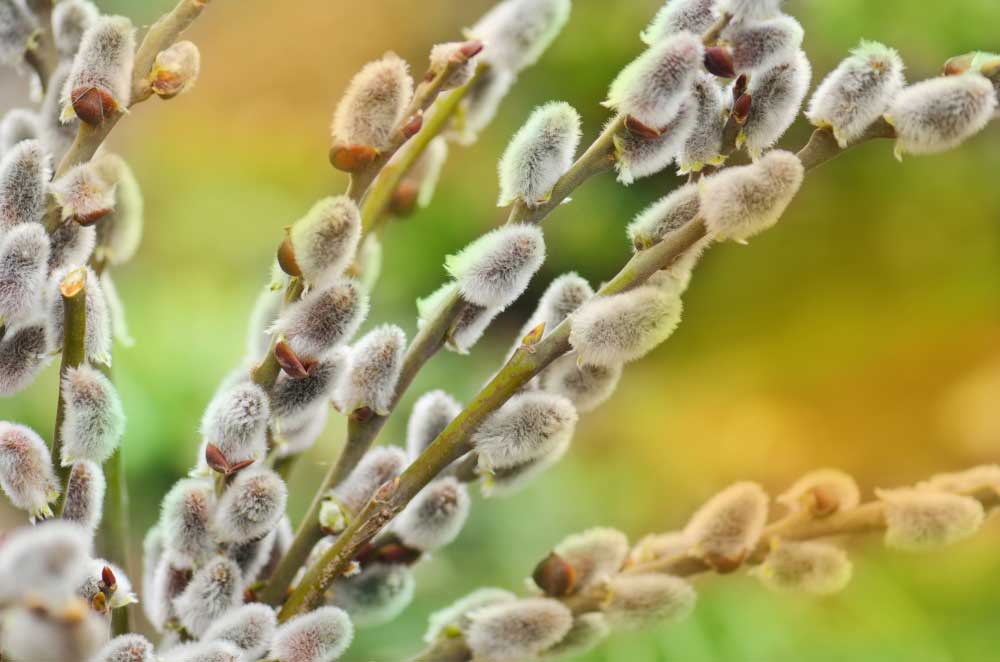 shutterstock 781222966