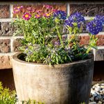 0 pochyba vysadba letnicky 1B9A4265