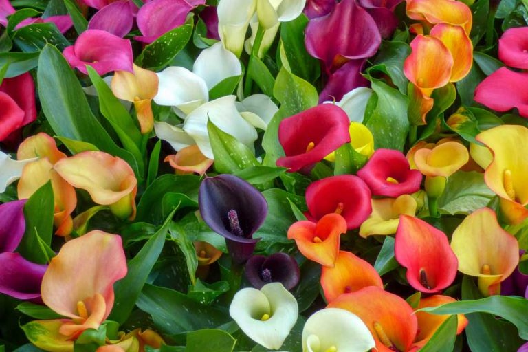 Ako pestovať kornútovky? Sú pomerne náročné na zálievku, základom úspechu je však kvalitná hľuza