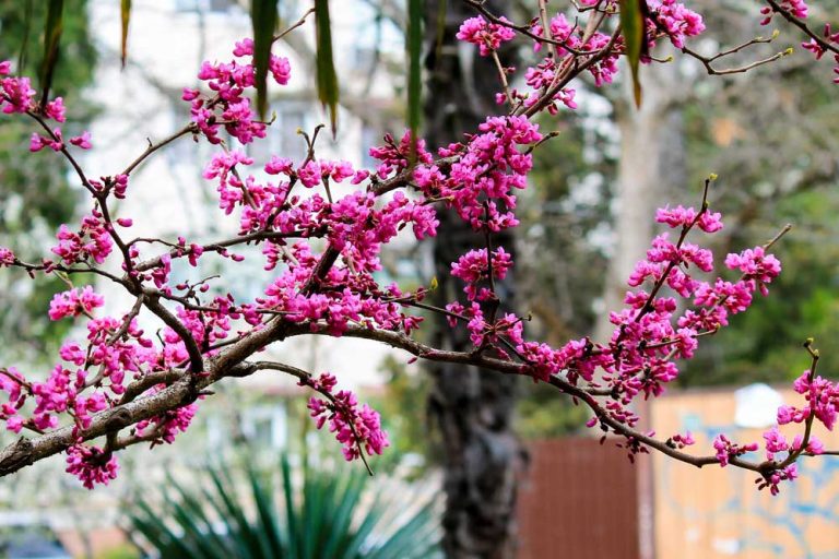 Judášovec sa zvykne nazývať aj strom lásky. Kde sa mu bude dariť a ako sa oň postarať?