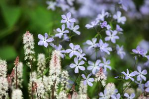 Flox a tiarella