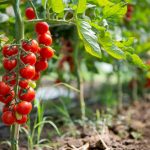 Paradajky v záhrade