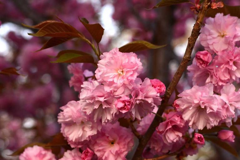 Do čoho a kedy zaštepiť či zaočkovať sakury?