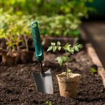 Priesada paradajky v záhone pred výsadbou