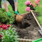 Výsadba rastliny z kontajnera