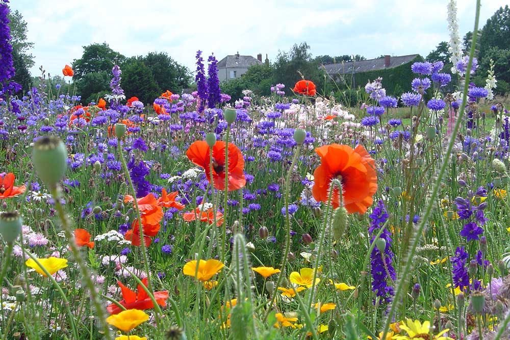 9978 MP08713 Fleurs des JArdins 7