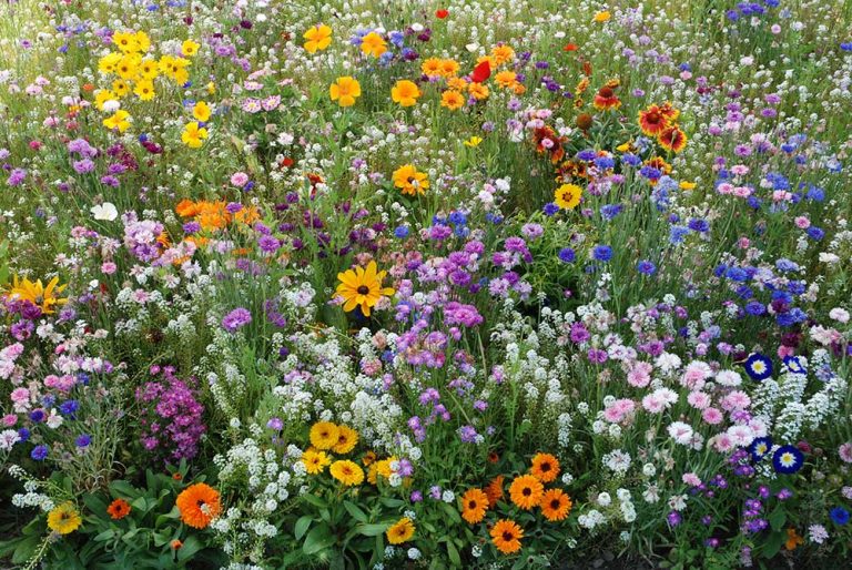 Kolekcia kvetinové koberce