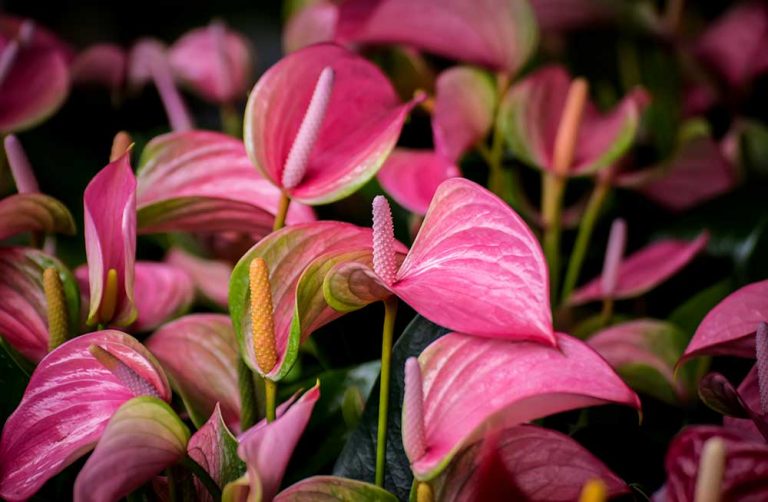 Prečo sú nové kvety na antúrii zelené, hoci pri kúpe ich mala ružové?