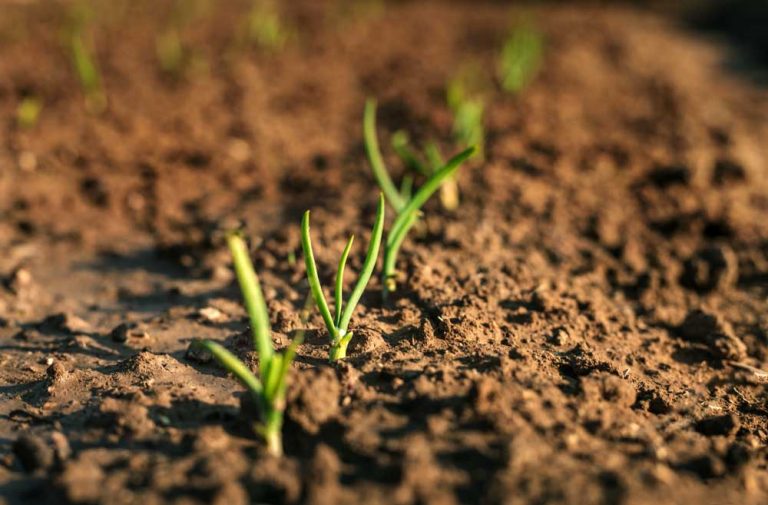 Martin Čurda radí: Ako odľahčiť ílovitú pôdu a pripraviť ju na výsevy v budúcej sezóne?