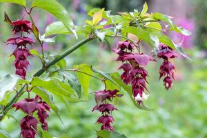 Leycesteria formosa