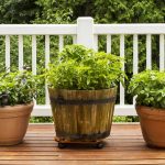 Bylinky v kvetináčoch na terase