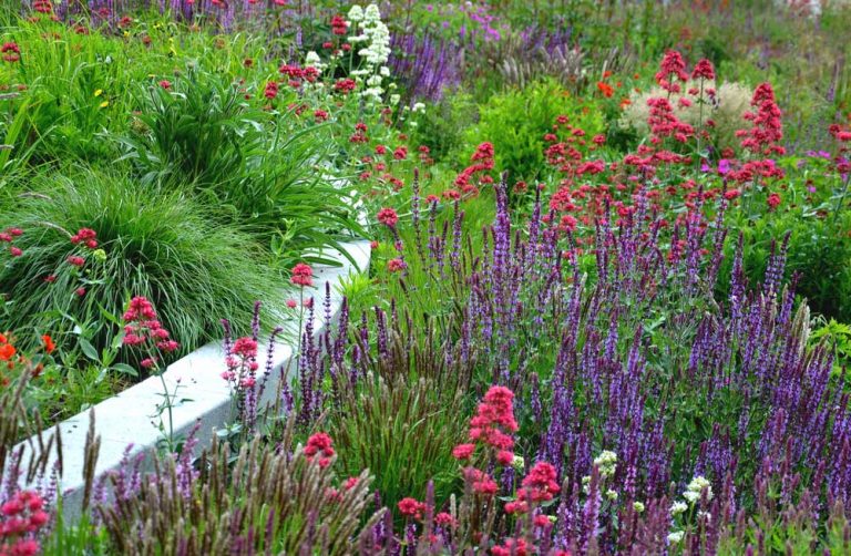 8 rastlín, ktoré začiatkom leta premenia záhradu na kvetinový raj